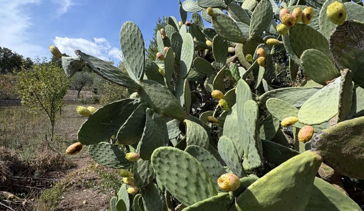immobile-vendesi-contrada-torre-moscia-selva-di-fasano-apulia-case (23)
